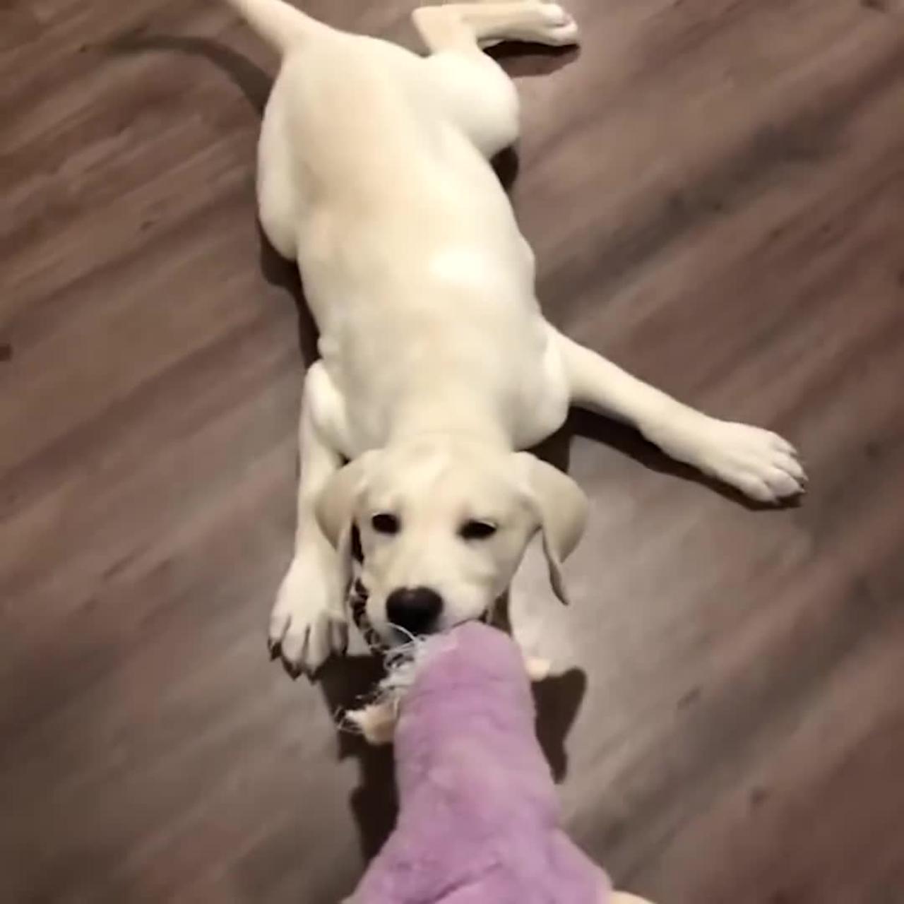 Funniest & cutest Labrador puppies #8 -funny puppy videos 2022