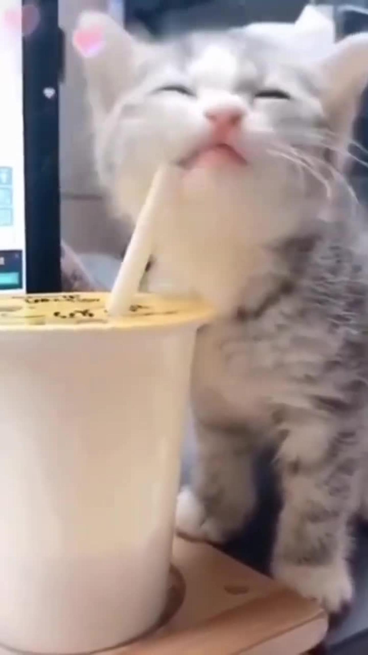 Viral Cute Cat  Animals #rumbleshort Videos