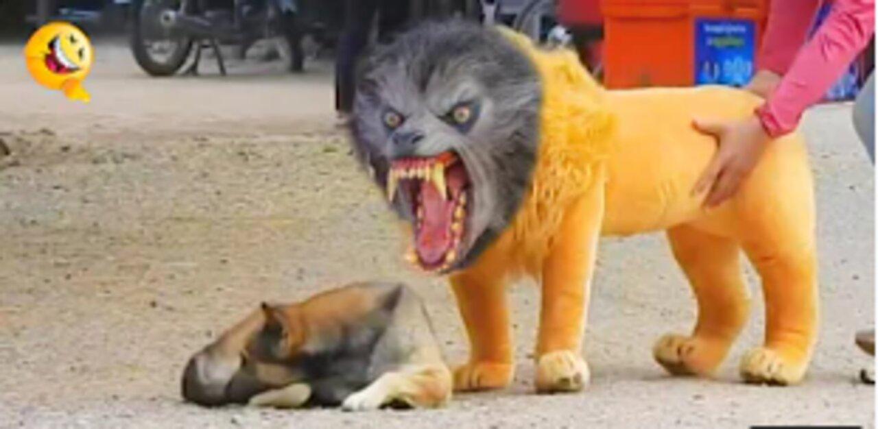 Troll Prank Dog Funny & fake Lion and Fake Tiger Prank To dog &😃 Huge Box Prank to dog
