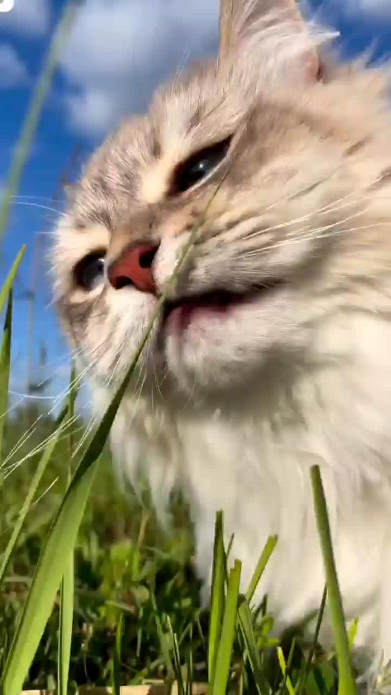 Cat iting a grass