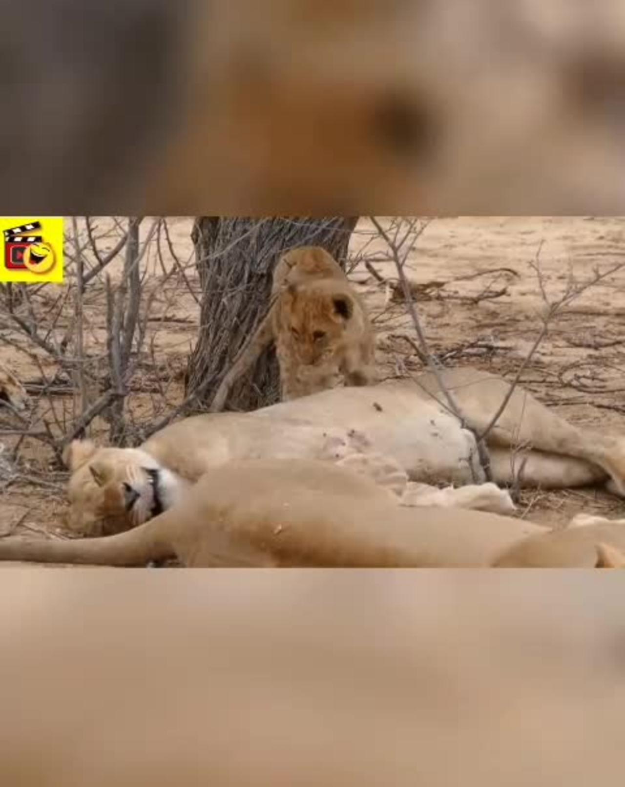 Wild Lions eat Chicken | Lion Attacks | [Try not to 🤣 LAUGH] | Super funny animal videos.