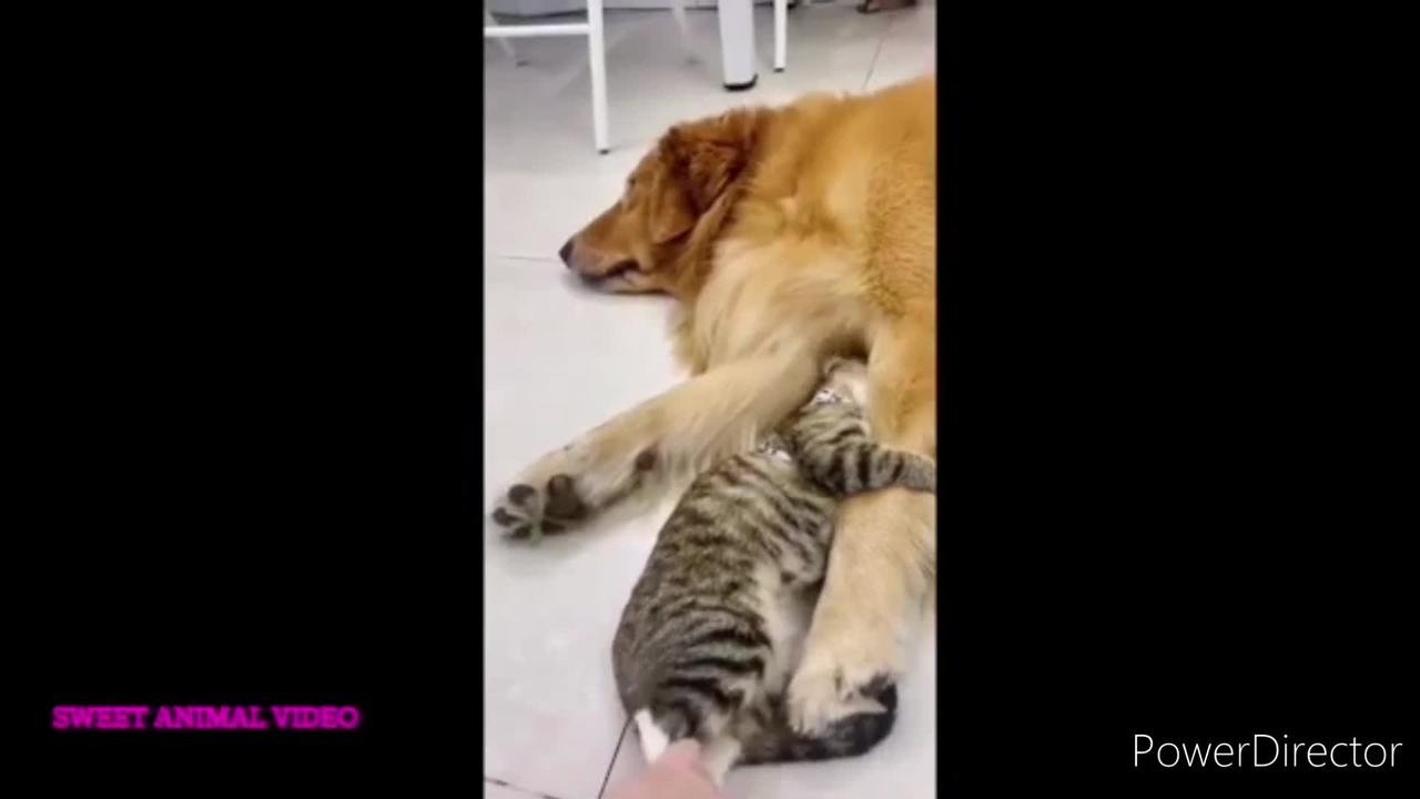 Cute and Funny Cat and Dog Video Compilation 😺😍 | Funny Animals #1 #2022