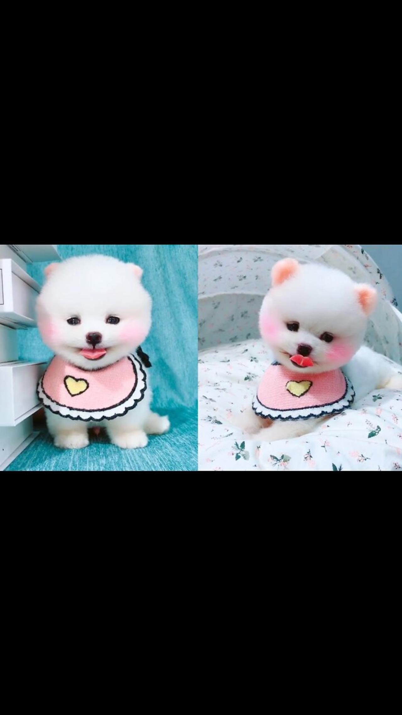 Cute and Funny Pomeranian Videos 2020 #Shorts