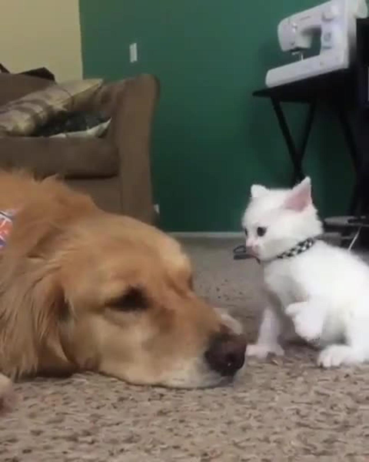 The little white cat is bullying the big yellow dog again