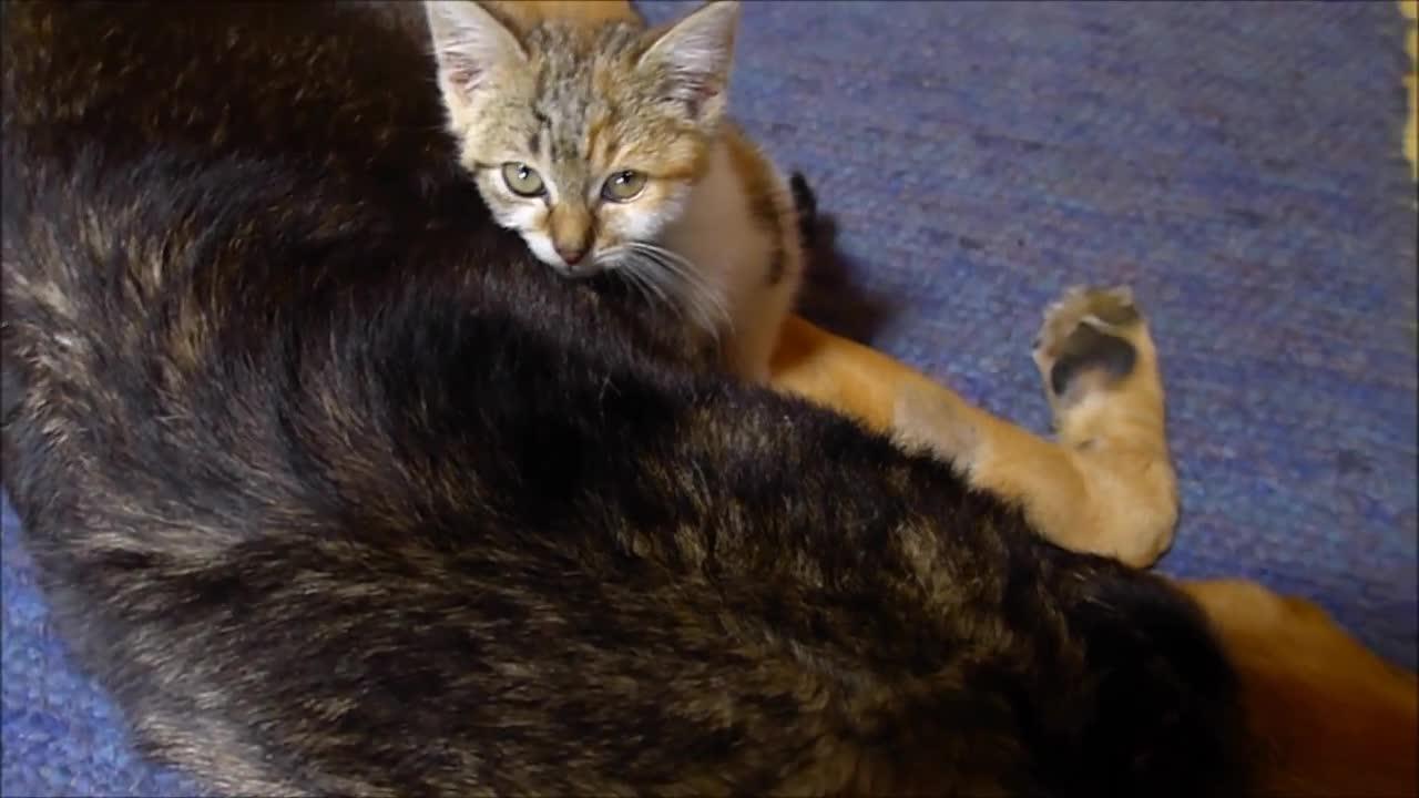 Kitten and old Dog bonding- super cute-