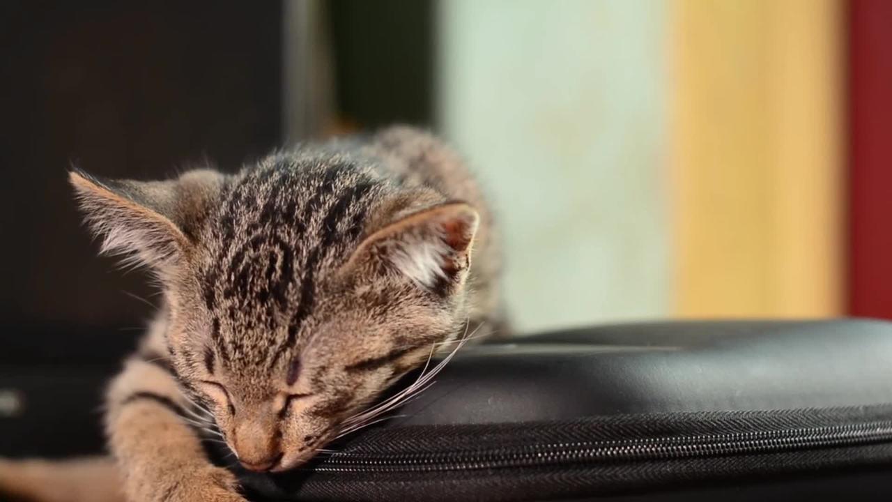 Little kitten supper sleepy .. funny cat videos