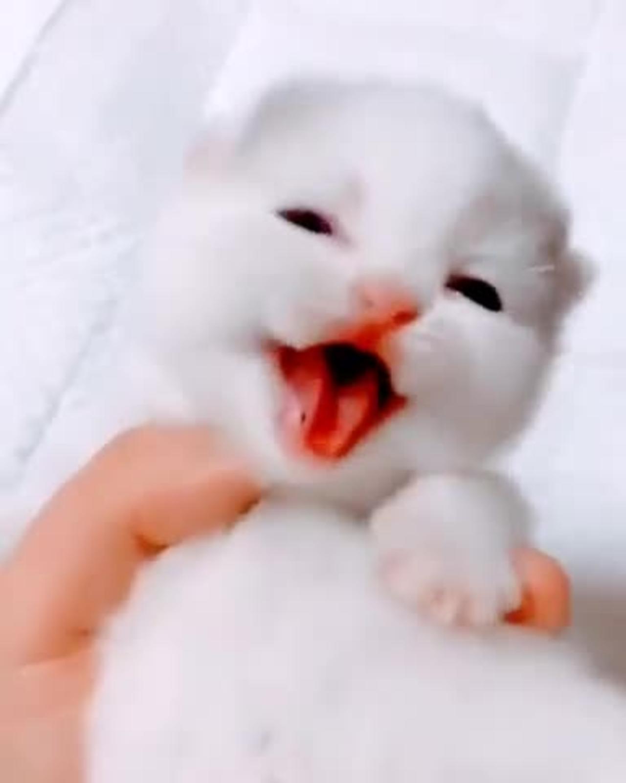 Cute cat kitten funny sound 🤣🙂