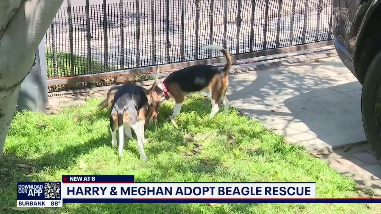 Prince Harry and Meghan Markle adopt beagle rescue