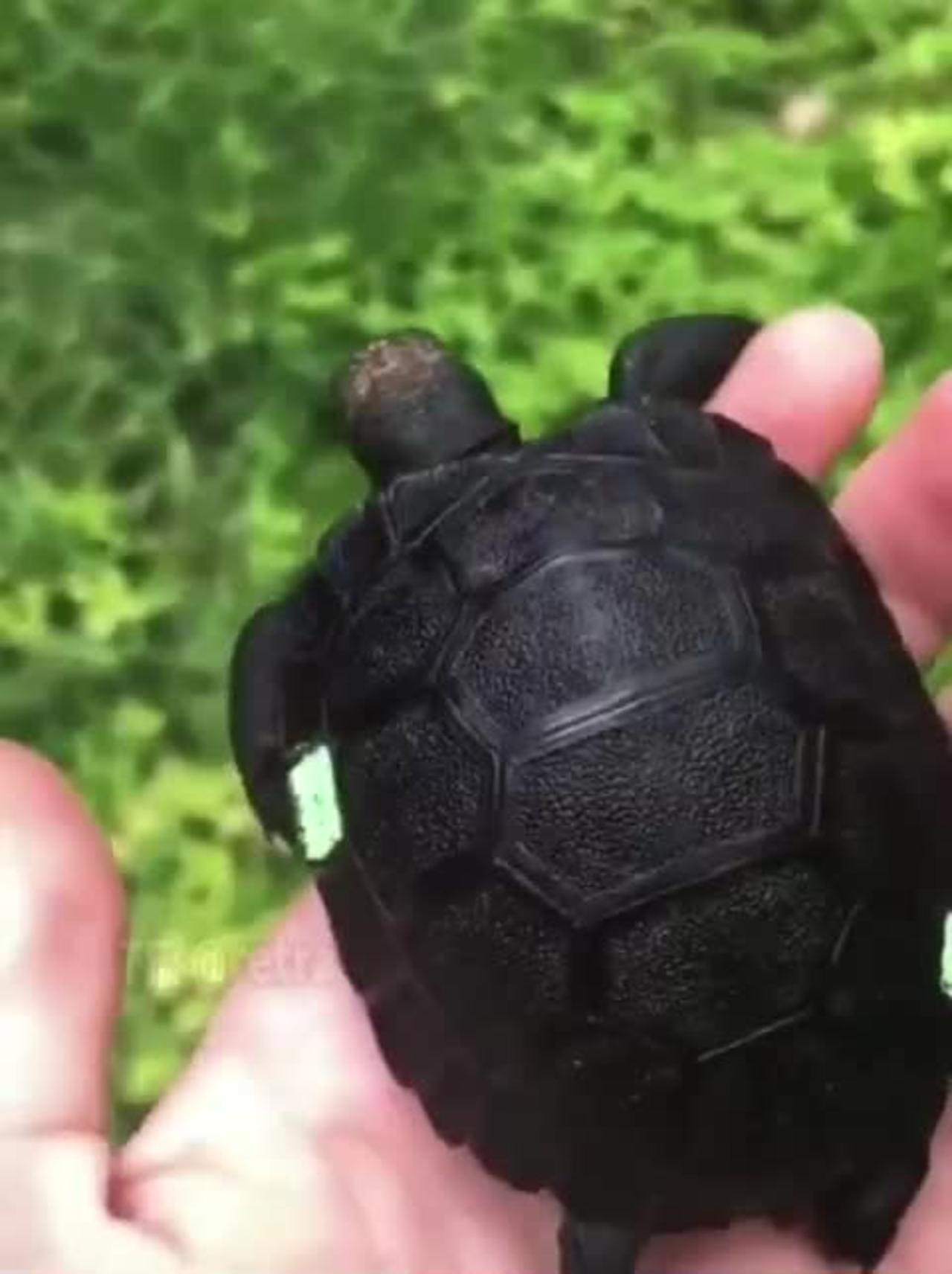 Turtle with melanism.