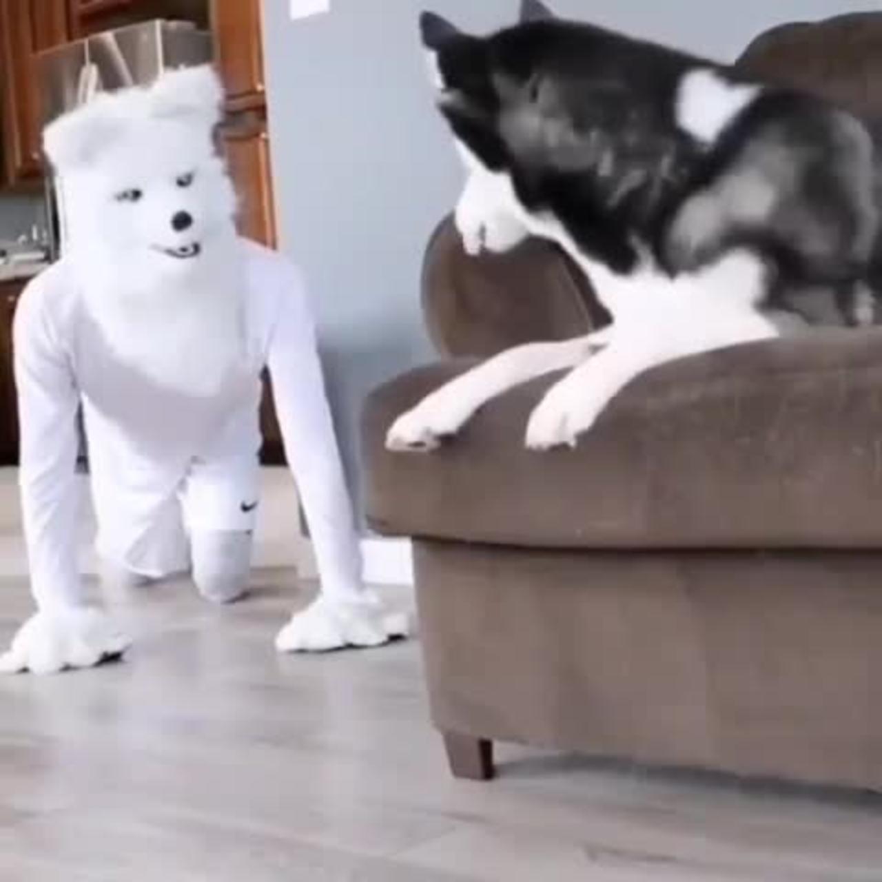 He really scared🤣🤣😂 Funny dog video 🤣#shorts