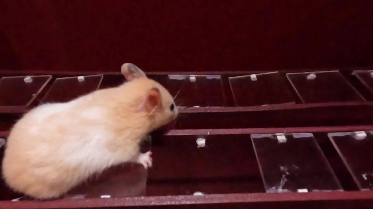 Hamster Squid Game: Glass bridge