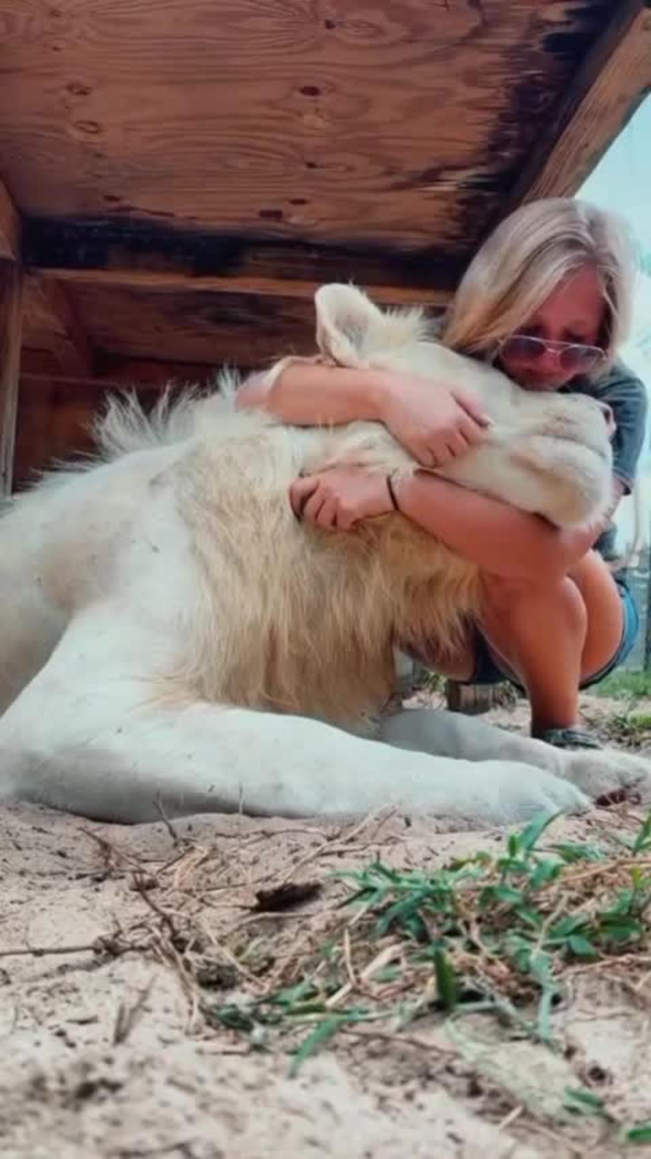 Barbary Lion & women kiss 😘