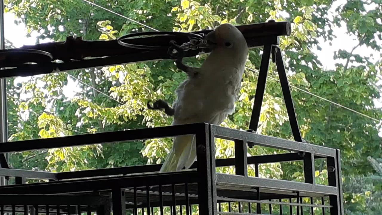 Cockatoo is MAD at her lock