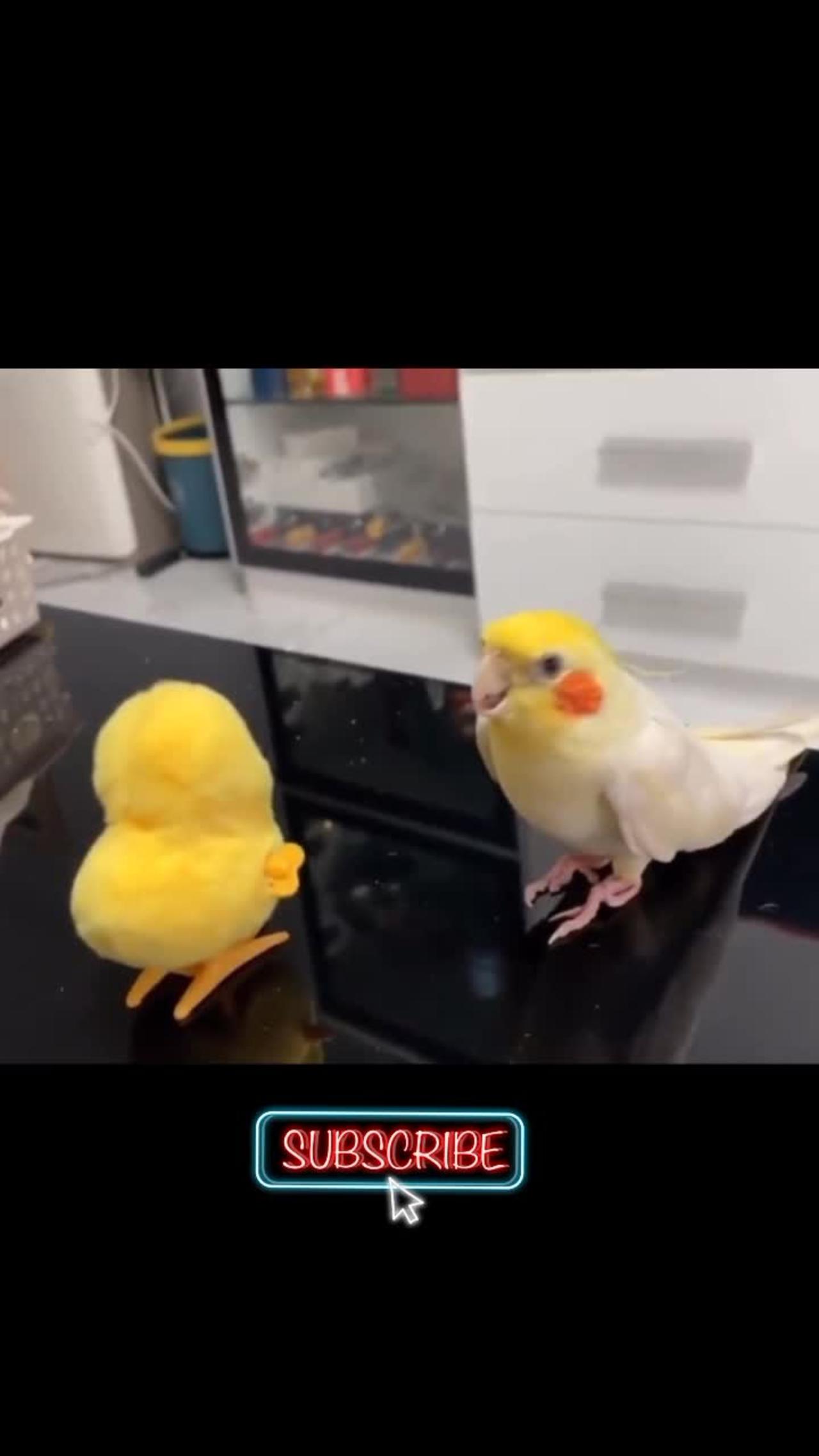 Yellow parrot🦜 reactions with twitter birds