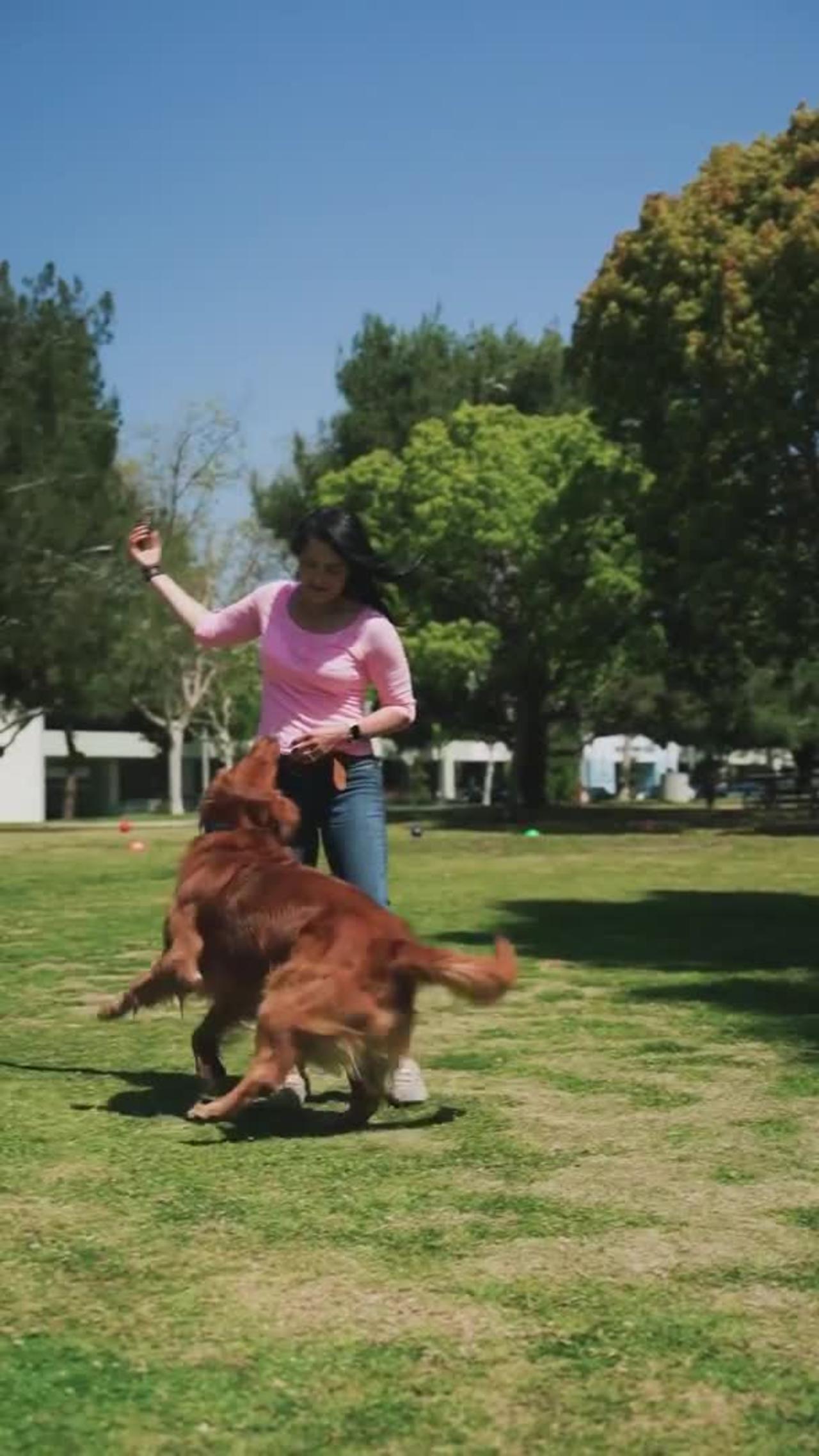 Funniest and cutest dog training new # shorts video