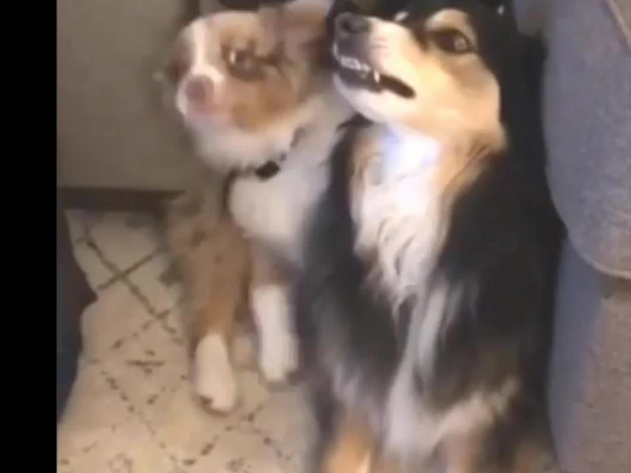 Best funny video Dog with Cat 🤣