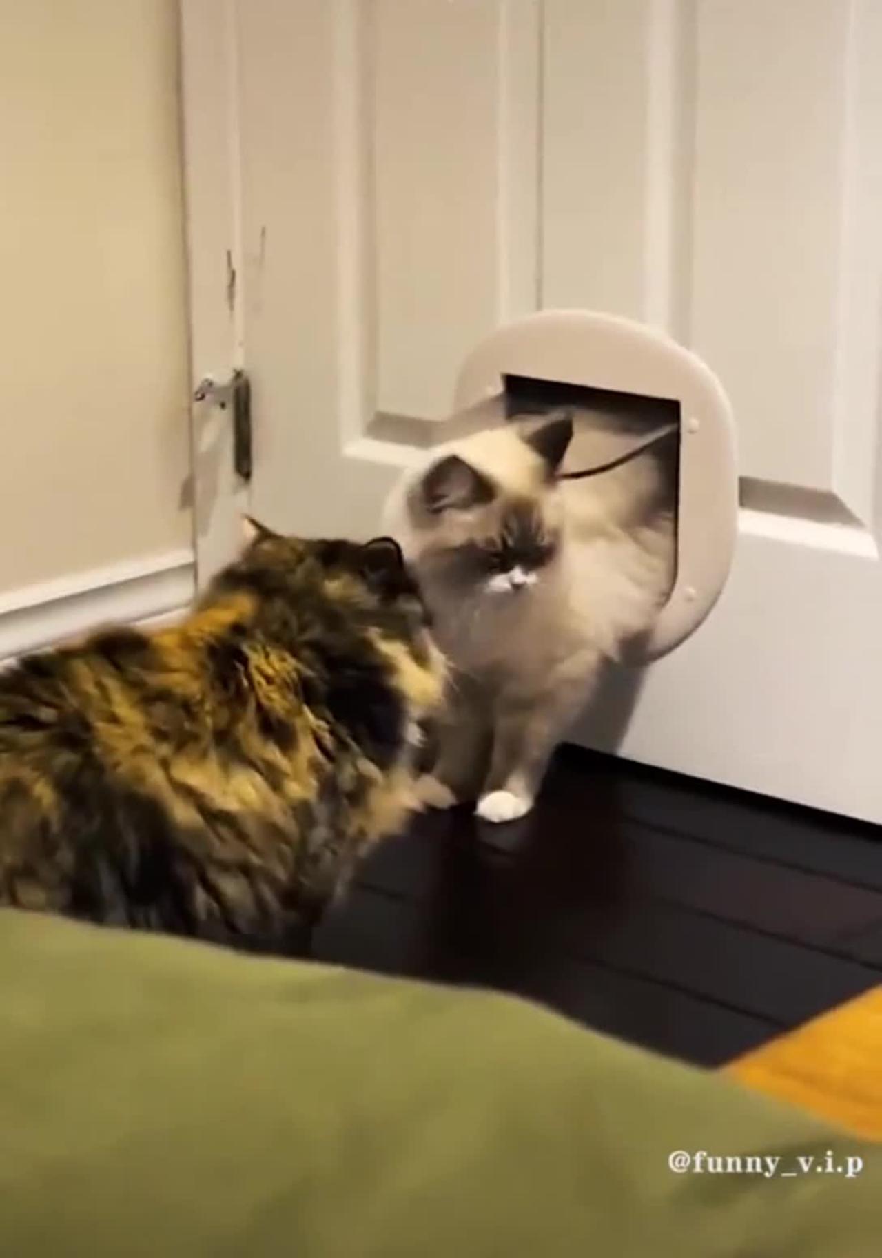 This videos will make you laugh all day long FUNNY CATS VIDEO-Cats are always funny😅
