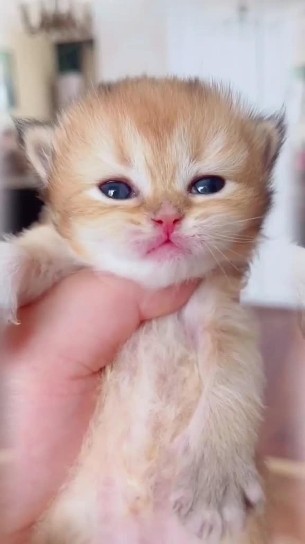 Cute cate 😳😳cute sound