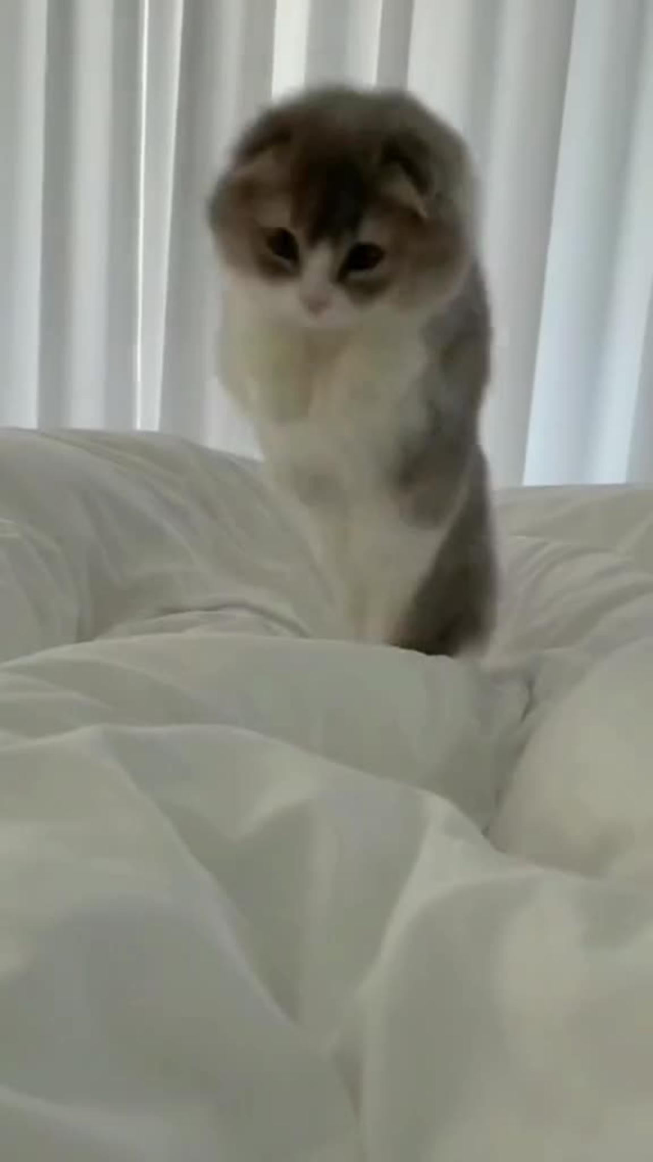 Cute cat thinks that the bed is snow