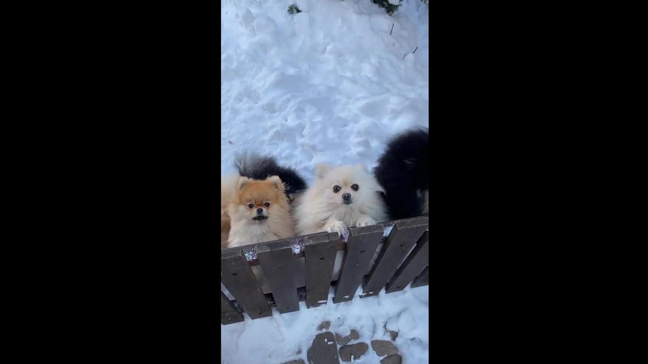 Puppies In The Snow | Cute Dogs Smile |