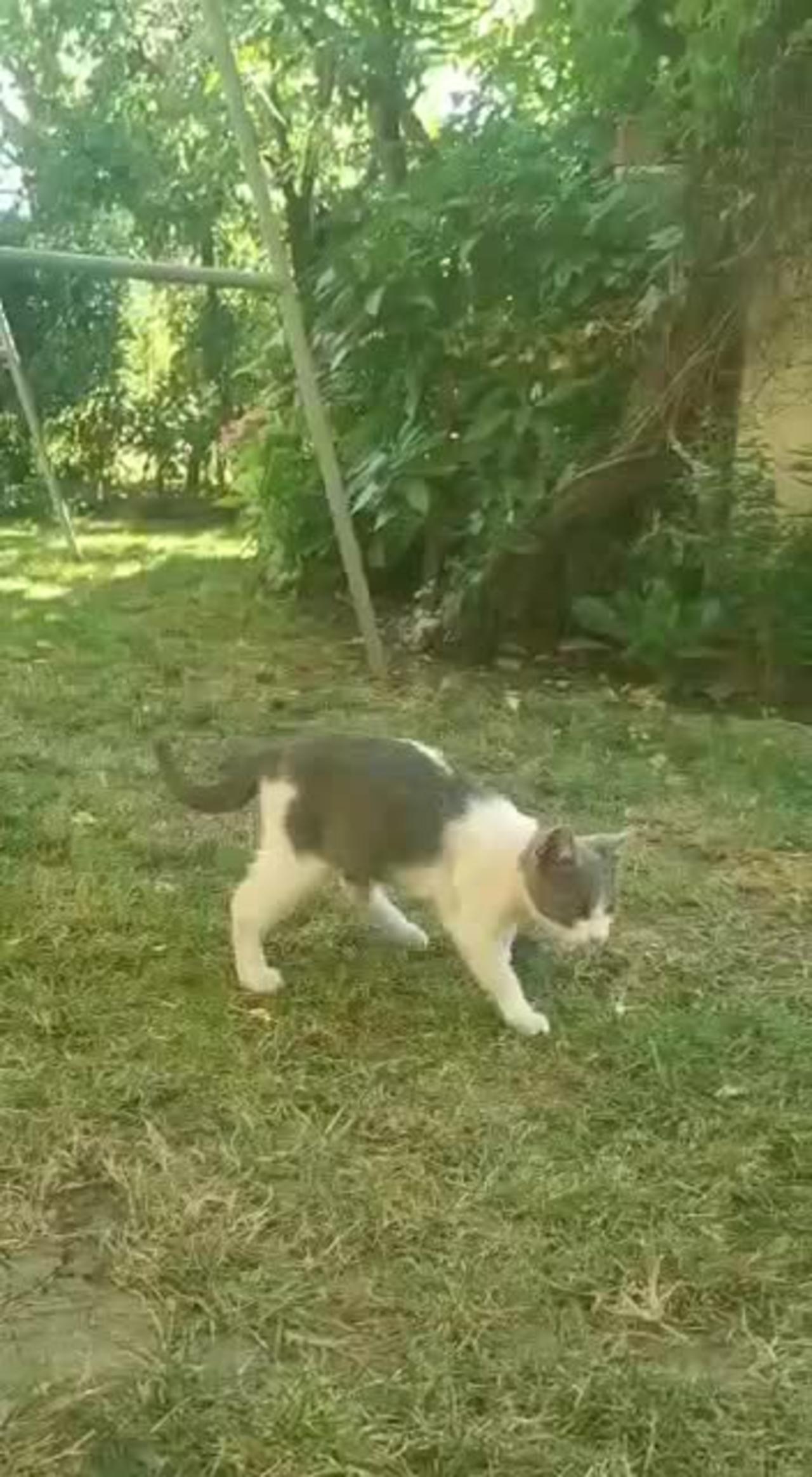 Cute kitten plays in garden