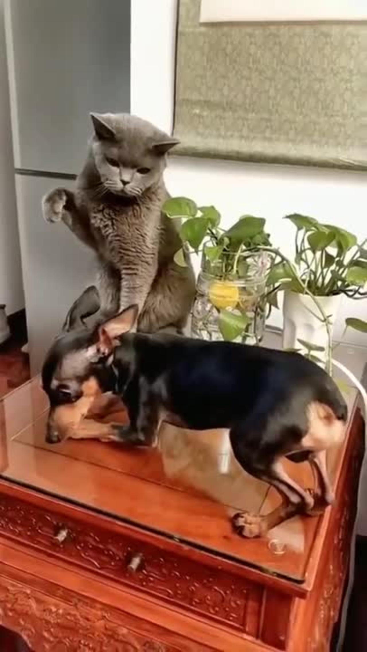 SOO FUNNY - FIGHTING - CAT VS DOG - #cat #dog #pet #shorts
