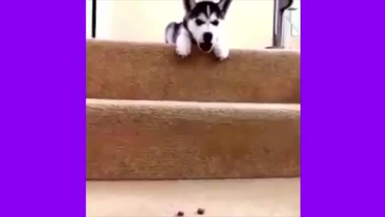 Compilation of cute puppies videos