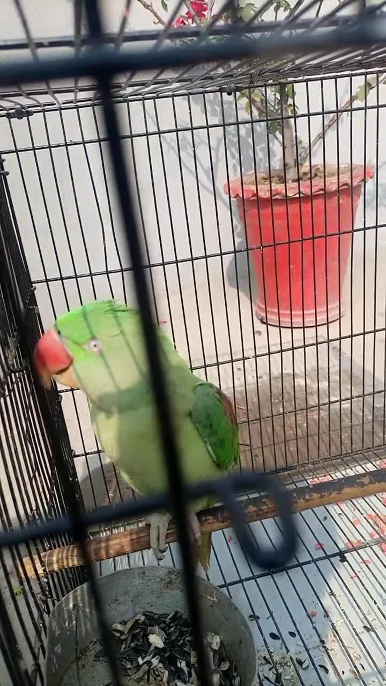 parrot in angry mood