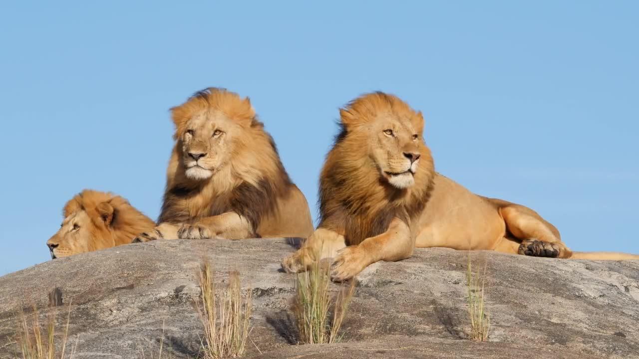 Barbary lion family