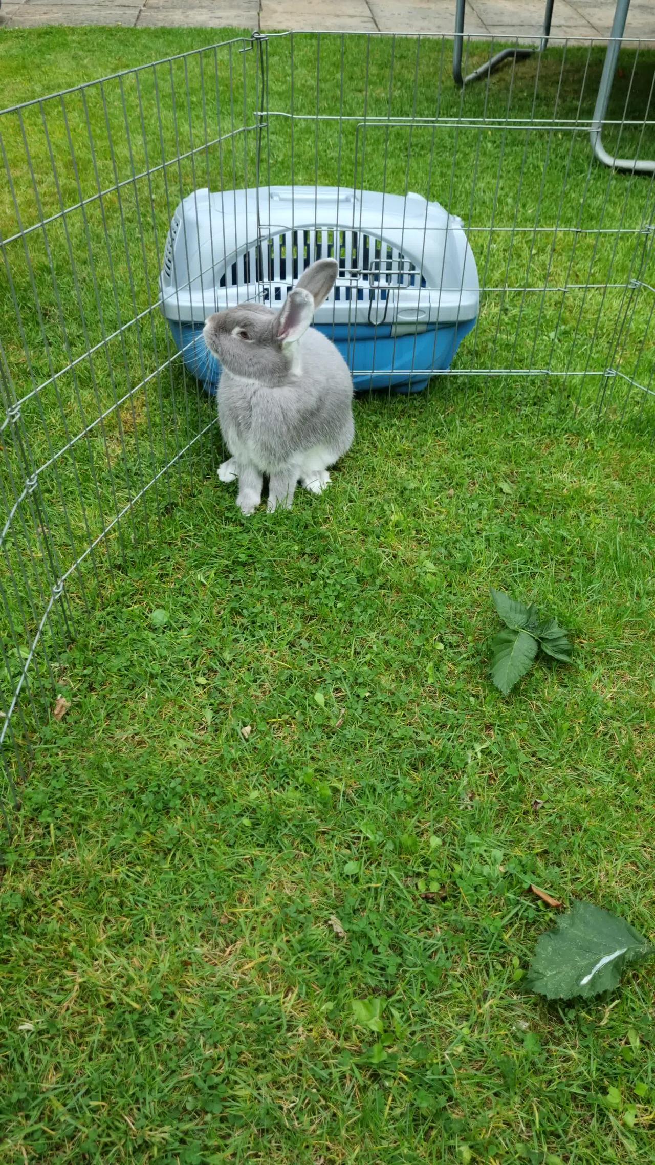 Rabbit vs cat