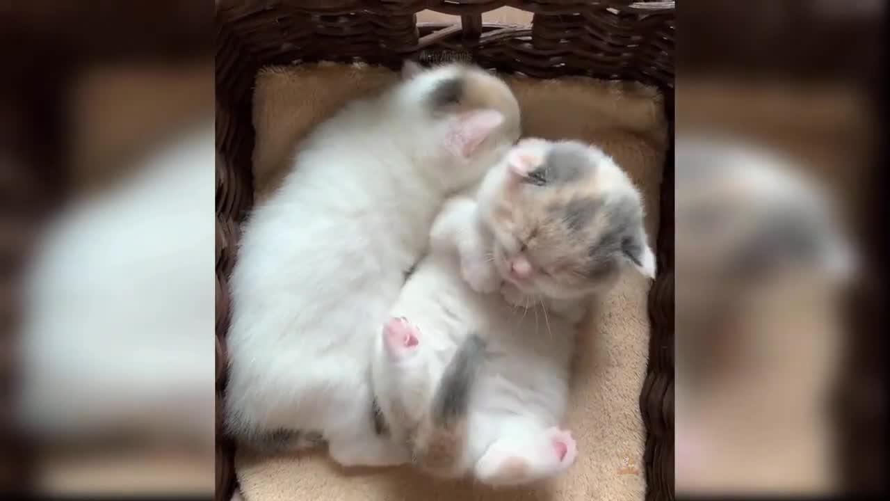 Cute Baby Cats and Funny Cat Reactions Videos Complattion