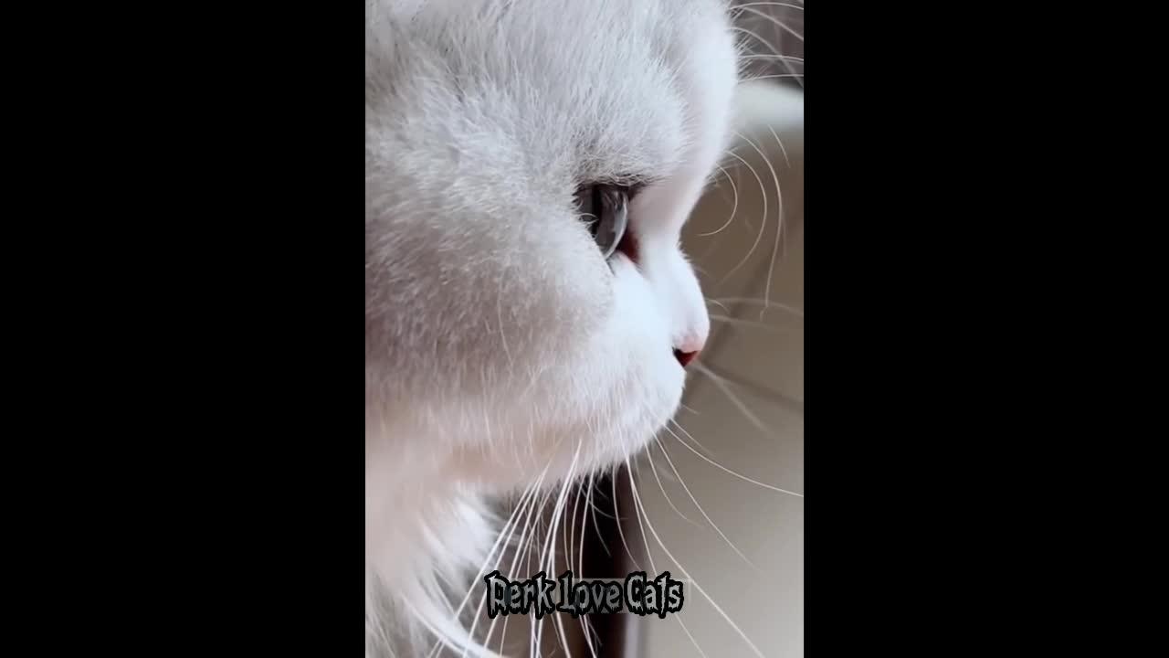 Cat reactions, graceful, beautiful cats.