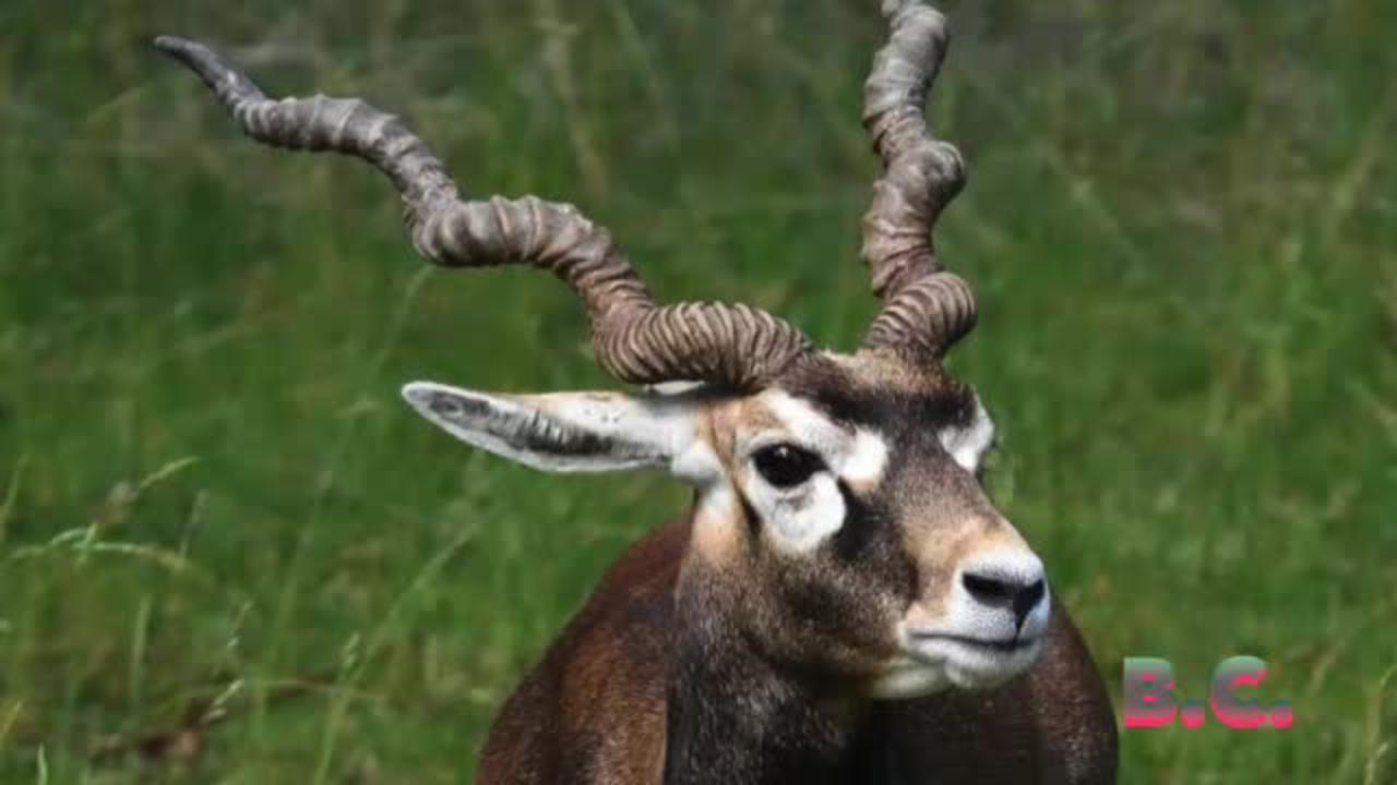 Man gored to death by antelope in Swedish animal park