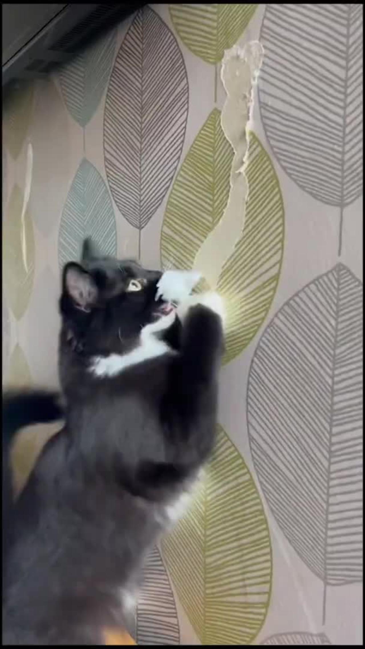 Funny animal videos - funniest cats videos.