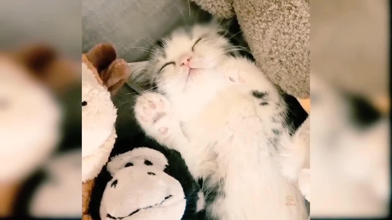 Funny Cute Cat videos