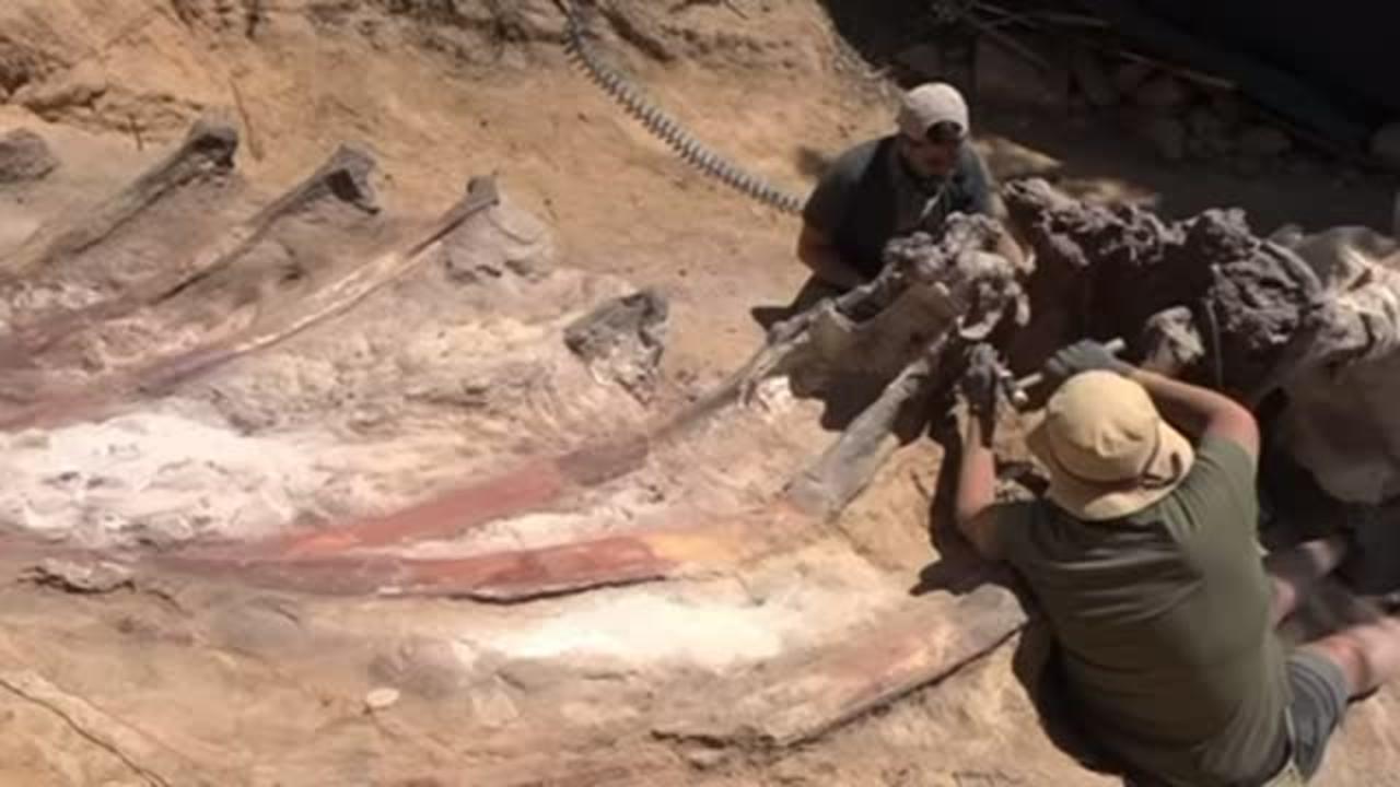 Some of the most giant dinosaur fossils discovered in Portugal