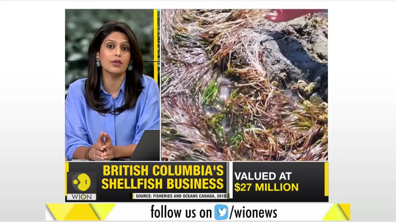 Gravitas: Canada heatwave: 1 Billion sea animals dead