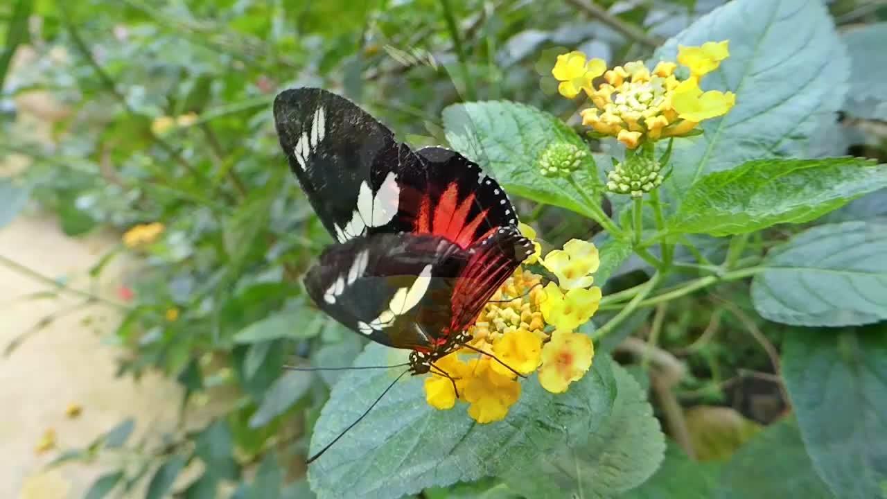Beautiful Rainforest Butterflies.. So Relaxing
