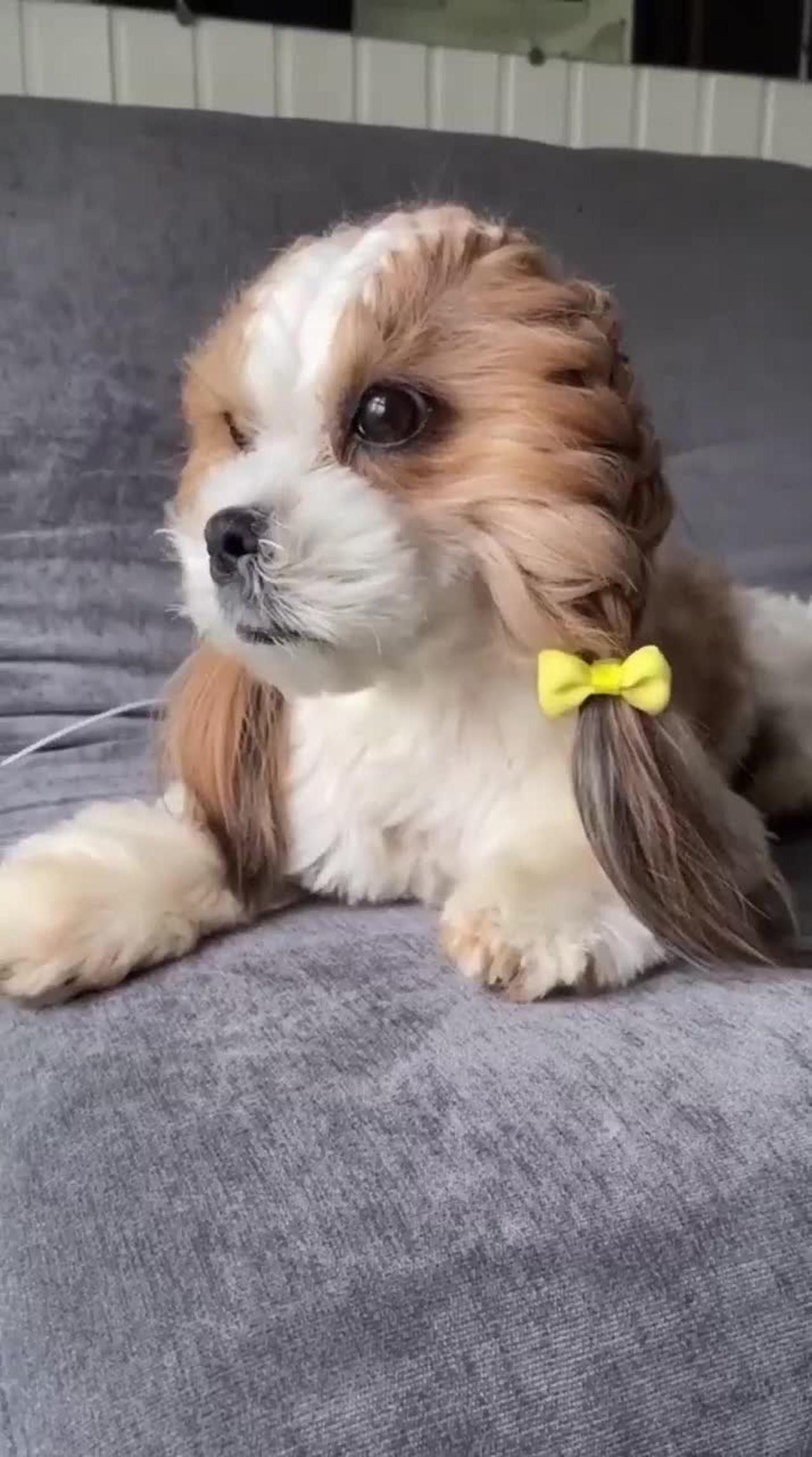 Cute Dog