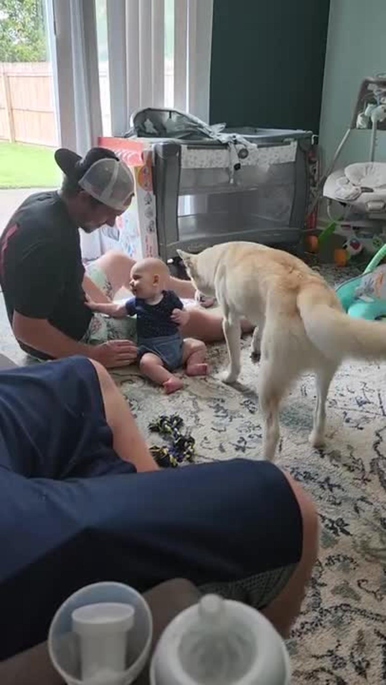 Blind Husky Loves Baby