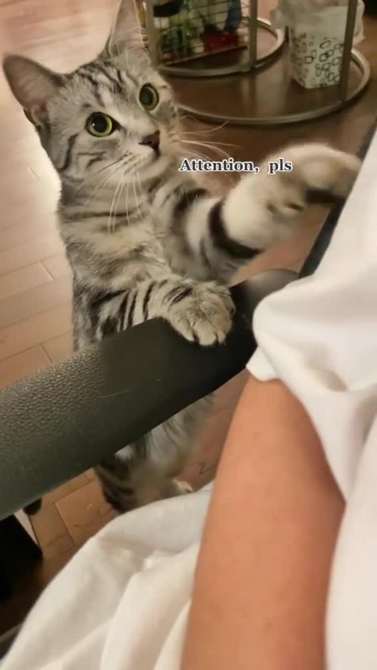 kitty wants attention