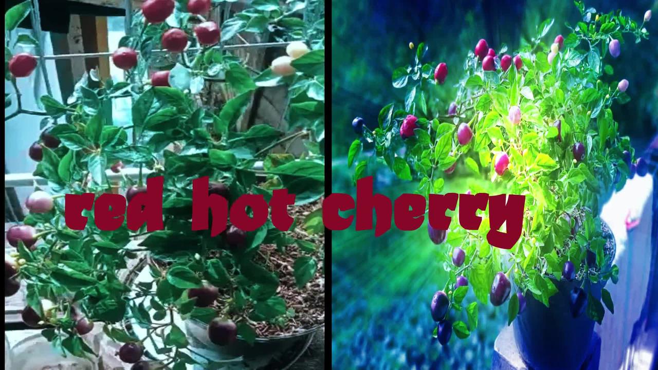 cherry pepper //red hot cherry