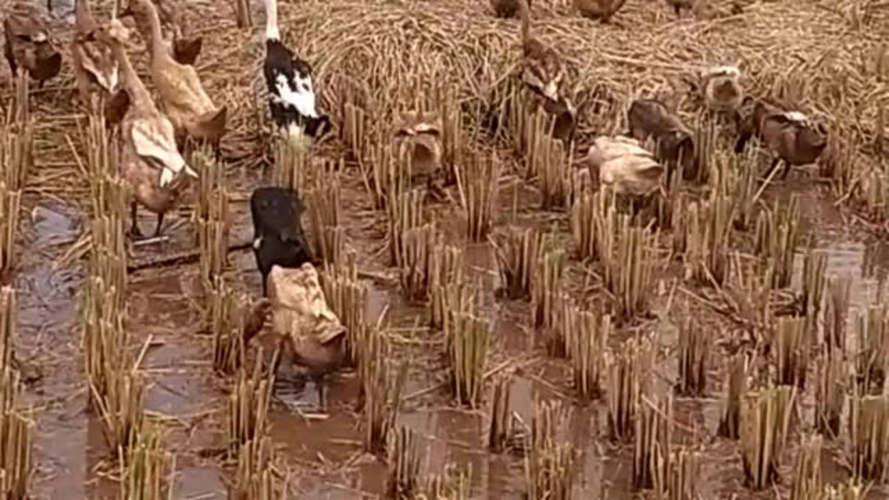 Herding Ducks in the Rice Fields