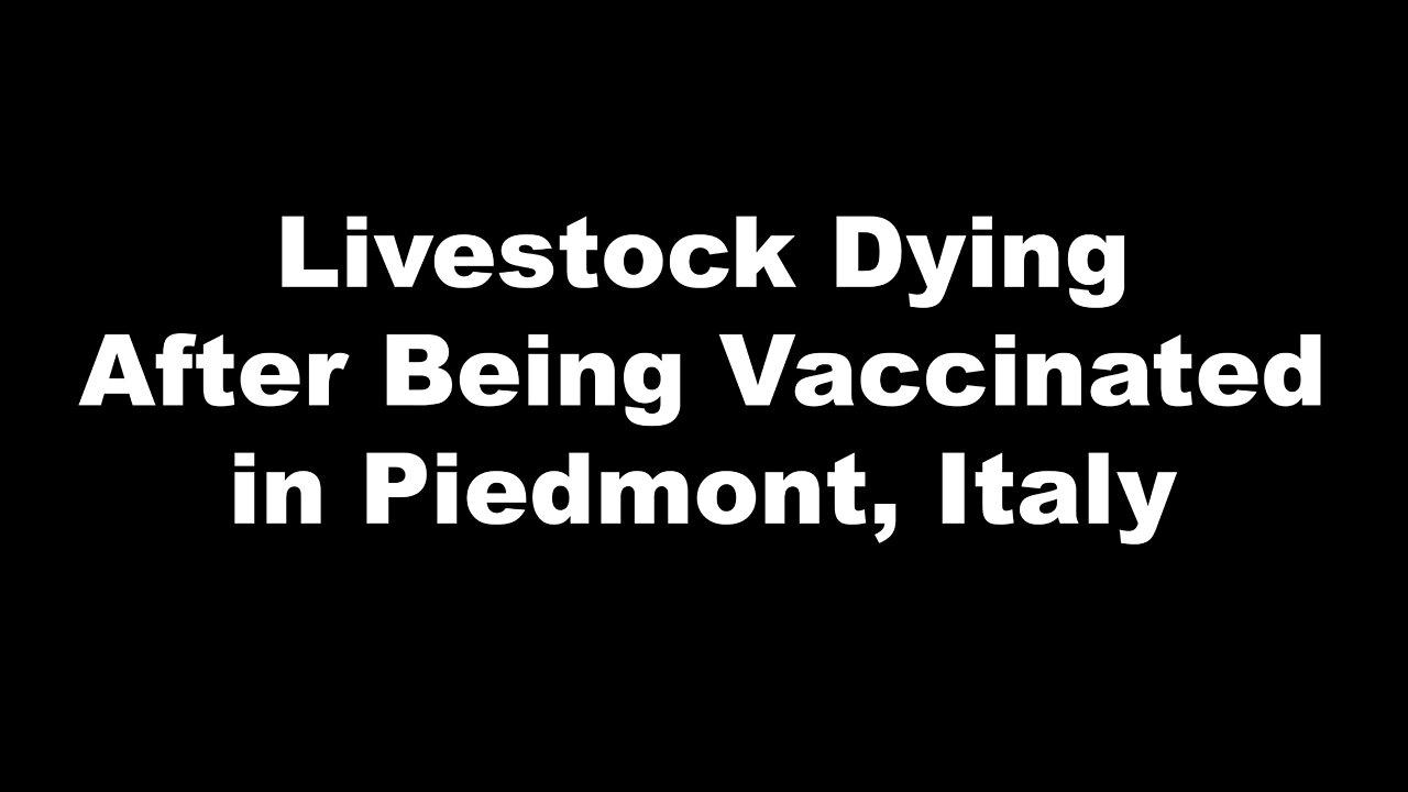 Livestock Dying After Being Vaccinated in Piedmont, Italy