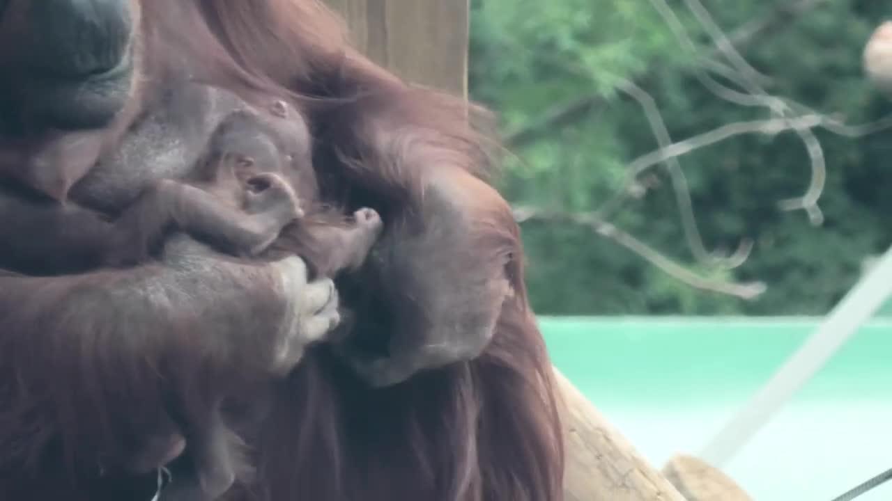 Amazing orangutan climbs with two babies in her arms