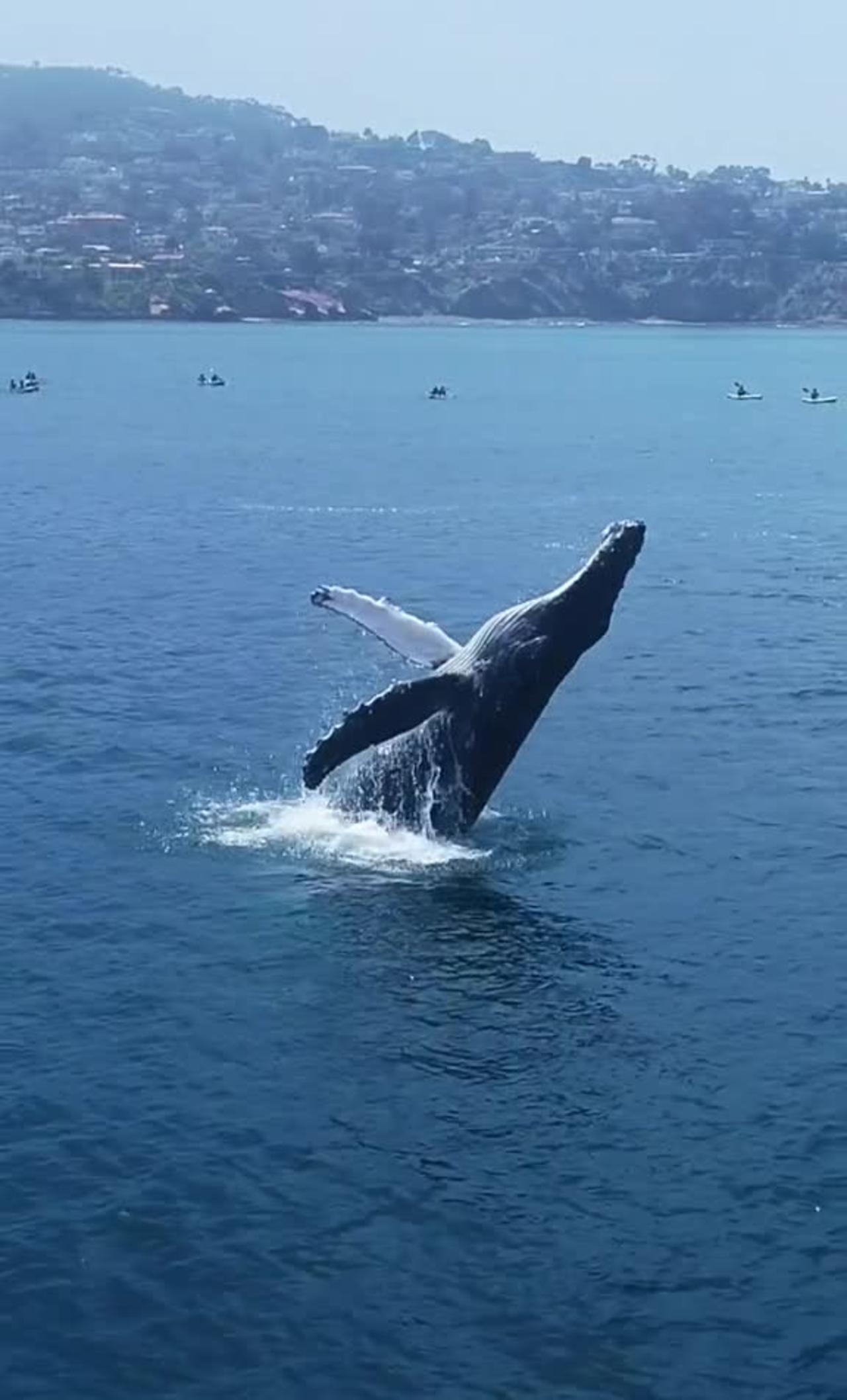 Humpback Whale breaching in La Jolla Cove!