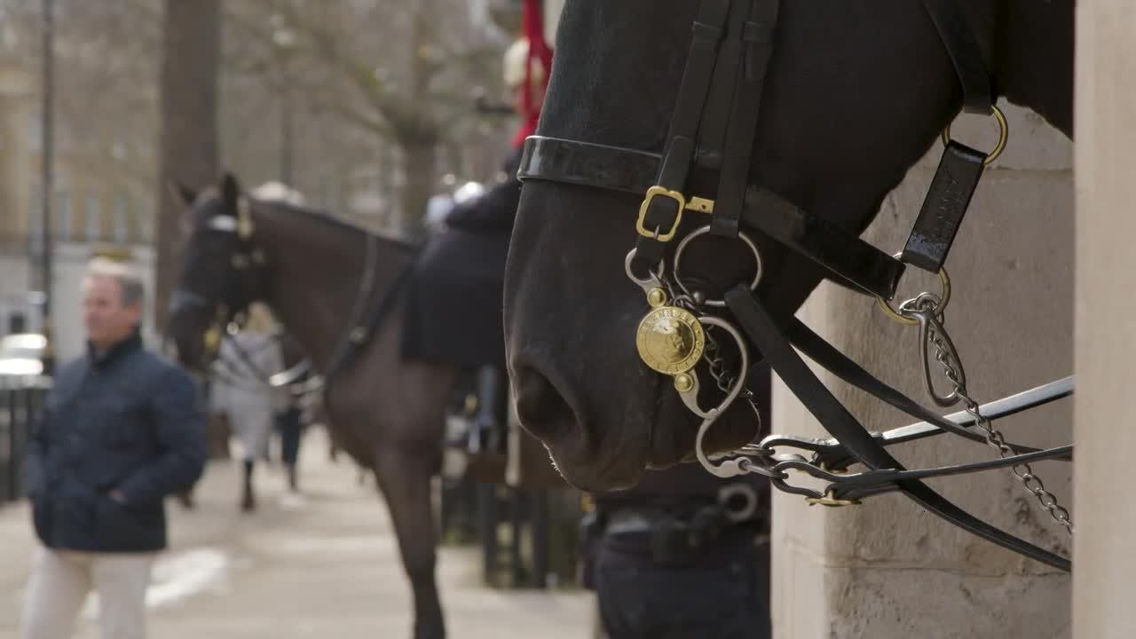 Pan Reveal of Horse From The Household Cavalry At Whitehall