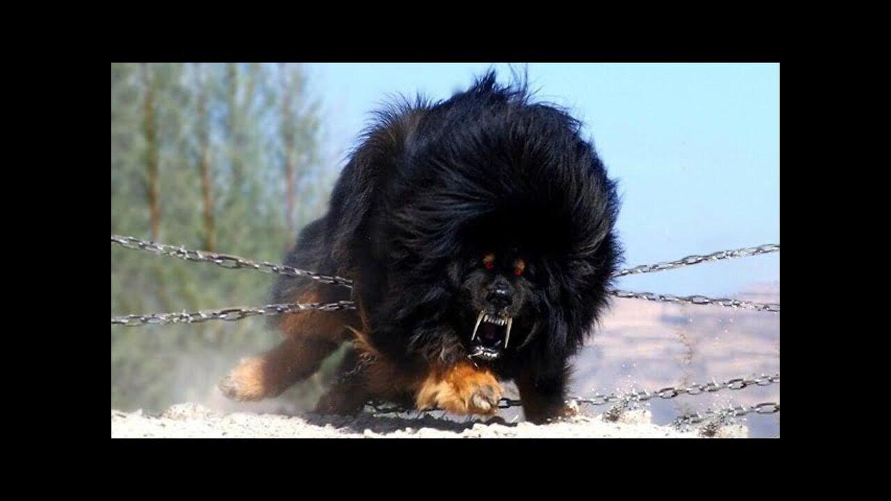 Top 20 illegal breed of dogs in the world
