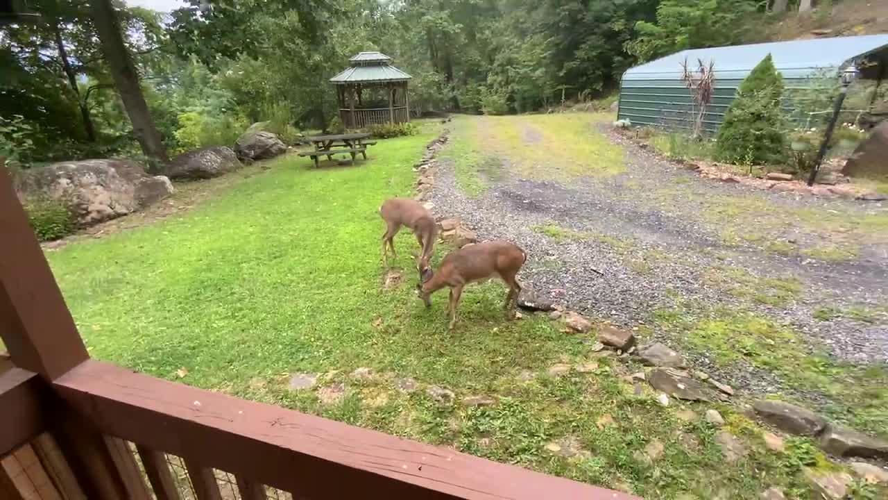 Deer 🦌 fawn 🦌 NW NC at the Treehouse 🌳 Lunchtime 🥜 🍎 #MAGA