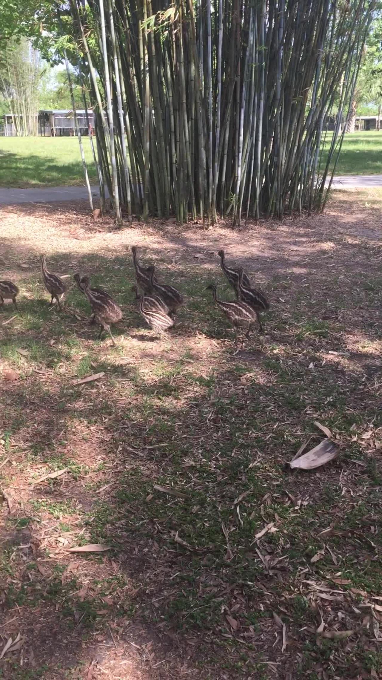 Emu Dad with his Emu chicks - The Running Bird Ranch